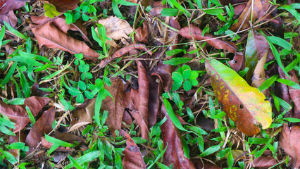 dry leaves on the ground falling from the tree