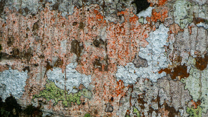 amazing wood bark texture as background