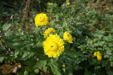 Vibrant yellow flowers of Chrysanthemums in October