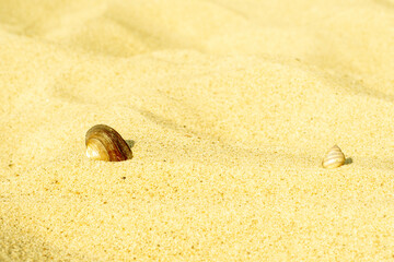 Close-up of clean sand on the beach with a sea shell. Background with golden sand on the coast.