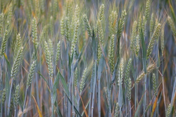 Champs de bl&eacute;s
