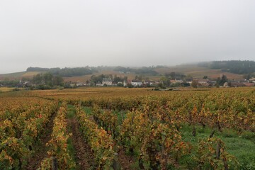 Fototapeta na wymiar Morning in the vineyards 