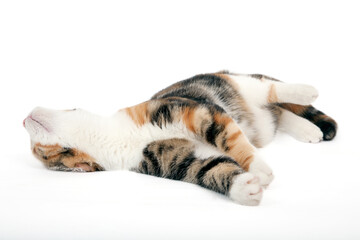 Chat studio sur fond blanc