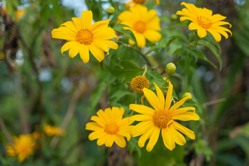 Beautiful Yellow flowers are Mexican sunflowers or Tithonia Diversifolia on Tung Bua Tong Mountain with Mexican sunflower field on Doi Mae U-Kho in Mae Hong Son, Thailand.