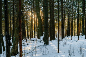 Obraz na płótnie Canvas Sun shining trough a forest covered with snow