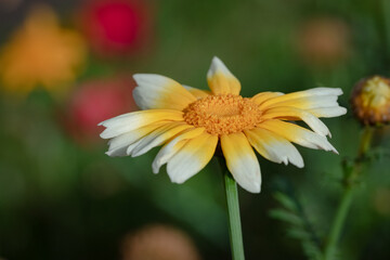 Beautiful daisy in a summer meadow