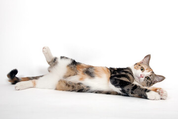 Chat studio sur fond blanc