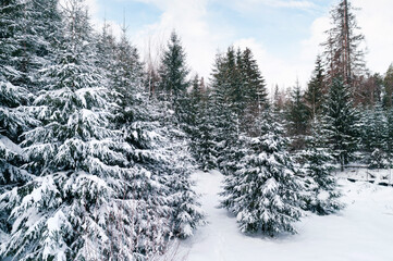 Trees in snowy forest in close up during winter