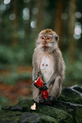 Affe makake in Bali Indonesien 