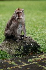 Affe makake in Bali Indonesien 