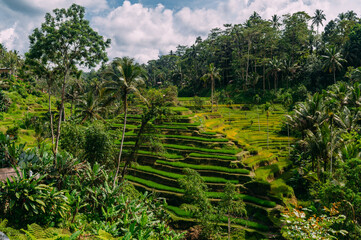 Wunderschöne Reisterrassen, Ubud, Bali, Indonesien