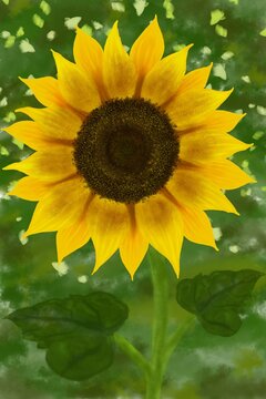 Sunflower on a Green Background