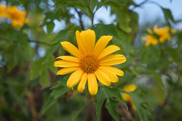 Beautiful Yellow flowers are Mexican sunflowers or Tithonia Diversifolia on Tung Bua Tong Mountain with Mexican sunflower field on Doi Mae U-Kho in Mae Hong Son, Thailand.