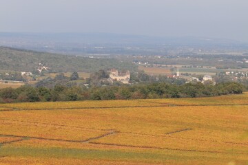 view of vineyards in autumn 