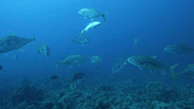 Yellowspotted kingfish school swimming underwater, view through clear blue water. Undersea life, marine nature exploring, tropical fish flock in coral reef, slow motion