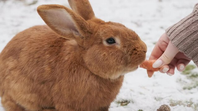 A young girl is feeding a beautiful brown rabbit. Winter. Snow. The girl has beautiful long nails. 4K