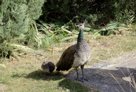 Peacock female and baby peacock walking in an open park