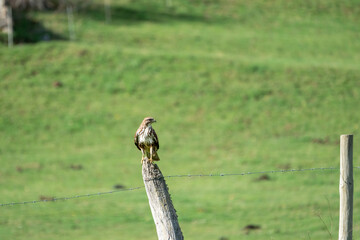 Beautiful profile portrait of a Bonelli's eagle on a wooden post with a wire fence in a meadow in the mountains of Leon, in Spain, Europe