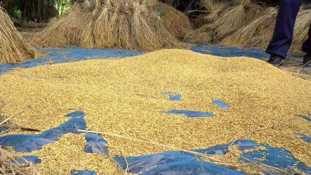 clip of farmers helping to thresh rice from golden rice agricultural products in the harvest season to keep for food