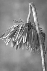 Black and white broken flower still life