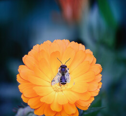 Beautiful Calendula Officinalis blossom with insect on a blurry background