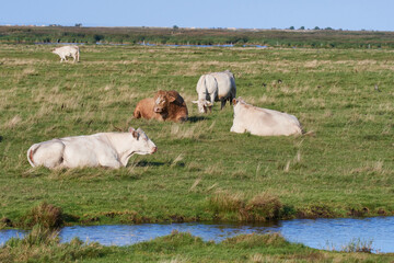 Uckermärker Rinder auf der Weide