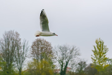 Seagull flying over autumn trees