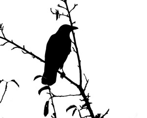 Black silhouette of raven on a branch on white background