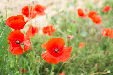 close up of a red poppy flower in field