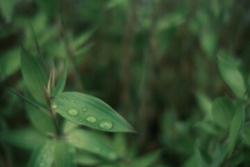 water drops on a green leaf