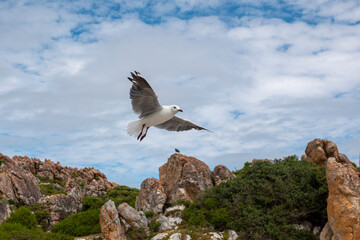 Hartlaub's gull or king gull (Chroicocephalus hartlaubii) flying. Kleinmond, Whale Coast, Overberg, Western Cape, South Africa.