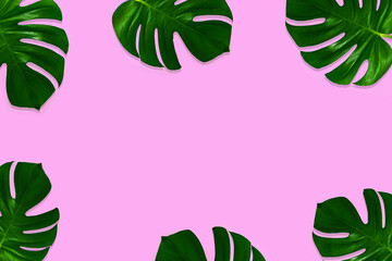 Fototapeta na wymiar Tropical green leaves on a purple background for designs. Summer Styled. High quality image. Top view