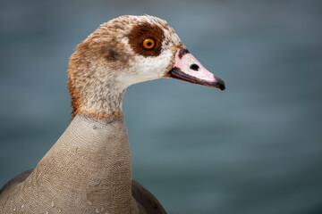 Egyptian goose (Alopochen aegyptiaca) portrait. Kleinmond. Western Cape. South Africa.