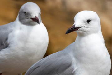 Hartlaub's gull or king gull (Chroicocephalus hartlaubii). Kleinmond, Whale Coast, Overberg, Western Cape, South Africa.