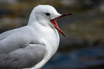 Hartlaub's gull or king gull (Chroicocephalus hartlaubii). Kleinmond, Whale Coast, Overberg, Western Cape, South Africa.