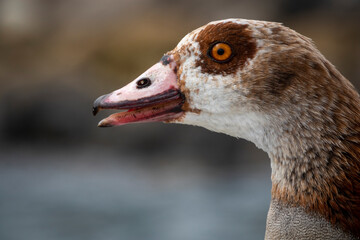 Egyptian goose (Alopochen aegyptiaca) portrait. Kleinmond. Western Cape. South Africa.