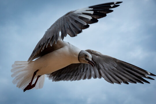 Grey-headed gull or gray-hooded gull (Chroicocephalus cirrocephalus) flying. Western Cape. South Africa