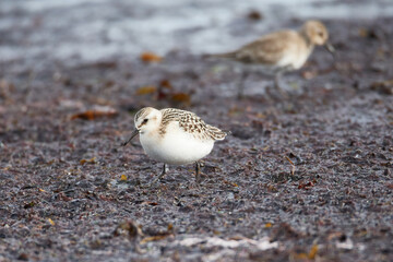 Sanderling im Herbst an der Ostsee	