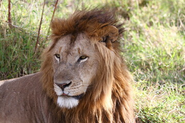 Portrait of a male lion with huge mane looking into camera