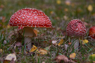 Fliegenpilze im Herbst	