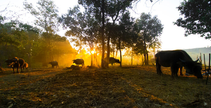 Water buffalo grazing on the farm at sunset