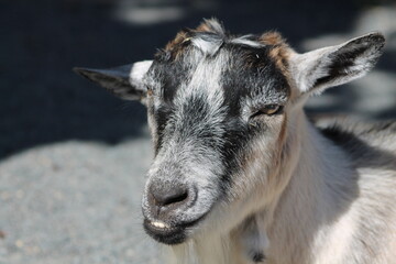 Beau visage d'une petite chèvre blanche et noir