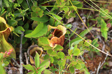 Pitcher plant in Kejimkujik National Park, Canada