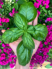 Sweet Basil Garden Harvest