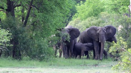 African wild dogs watching an angry elephant herd