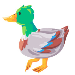 Mallard colorful duck with green head feather illustration cartoon style