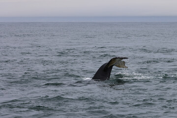 Humpback whale pup in the Bay of fundy, Canada