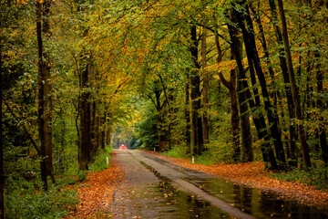 A lush but wet and rainy asphalt fall forest road covered in slippery leaves. Located in the city of Ede, the Netherlands.