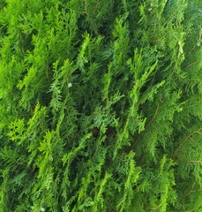 Fondo natural con detalle y textura de pequeñas ramas vegetales con tonos verde intenso