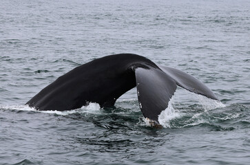 Humpback whale in the Bay of Fundy showing its tail before diving, Canada